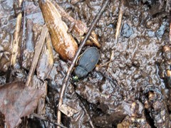 Chlaenius impunctifrons