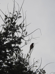 Pericrocotus cinnamomeus