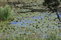 Nymphaea pulchella