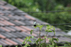 Chrysuronia leucogaster