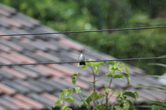 Chrysuronia leucogaster