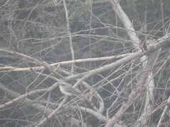 Tephrodornis pondicerianus