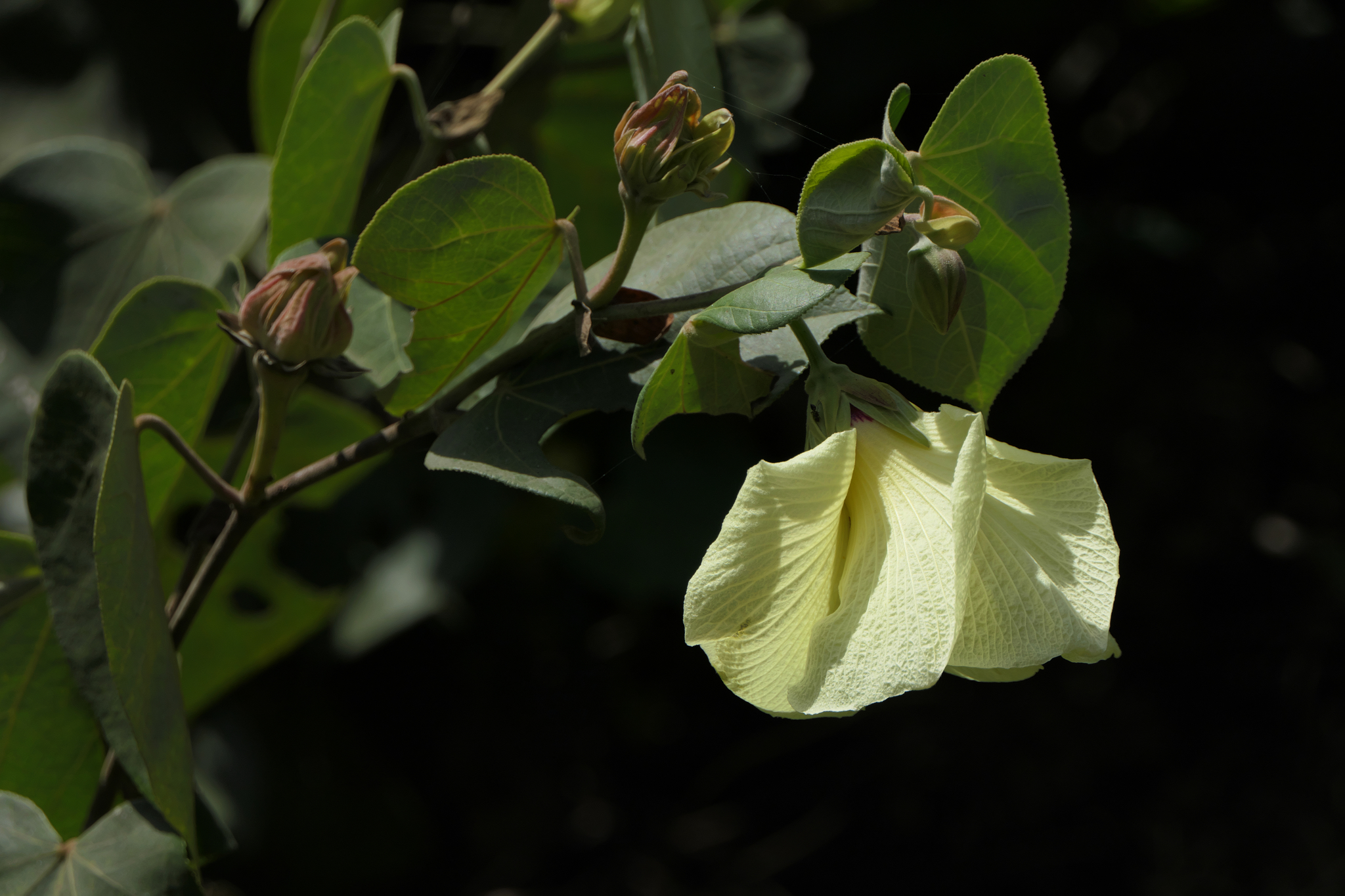 Hibiscus tiliaceus L.