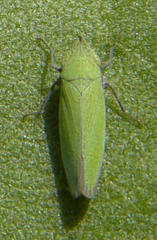 Draeculacephala minerva