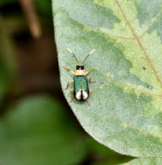 Paratriarius curtisii
