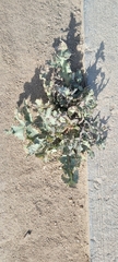 Sonchus oleraceus
