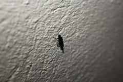 Dicyphoma schaefferi