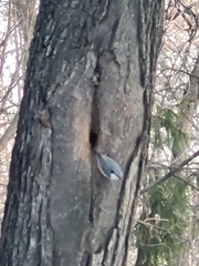 Sitta europaea europaea