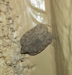 Flataloides scabrosus