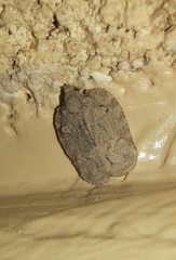Flataloides scabrosus