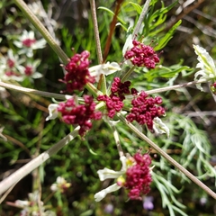 Lomatium hooveri
