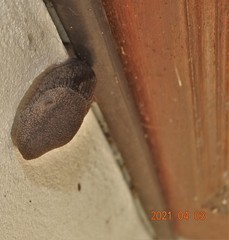 Urocyclus kirkii