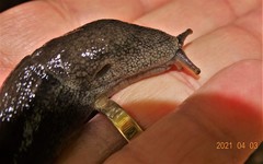 Urocyclus kirkii