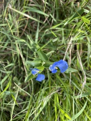 Commelina cyanea