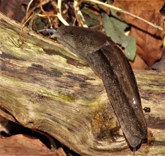 Urocyclus kirkii