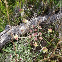 Lomatium hooveri
