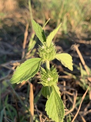 Leucas martinicensis