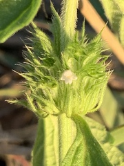 Leucas martinicensis