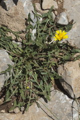 Taraxacum repandum