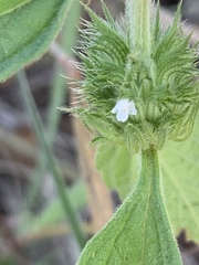 Leucas martinicensis