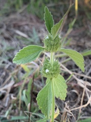 Leucas martinicensis