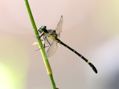 Austrogomphus prasinus