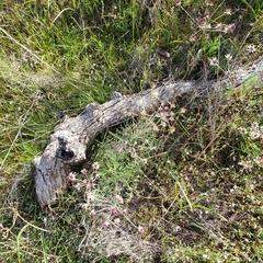 Lomatium hooveri