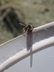 Bombylius albicapillus