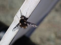 Bombylius albicapillus