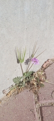 Erodium ciconium