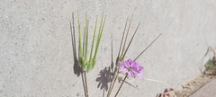 Erodium ciconium