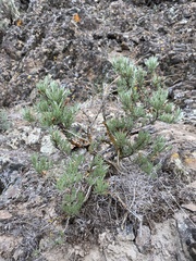 Artemisia rigida