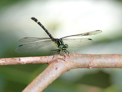 Austrogomphus prasinus
