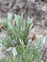 Artemisia rigida