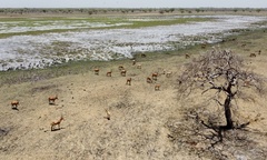 Alcelaphus buselaphus lelwel