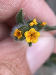 Amsinckia lycopsoides