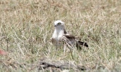 Circaetus gallicus gallicus