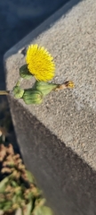Sonchus oleraceus