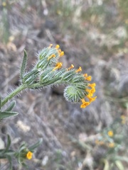 Amsinckia lycopsoides