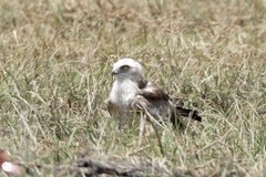 Circaetus gallicus gallicus