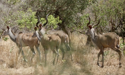 Greater Kudu