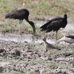 Vanellus senegallus senegallus