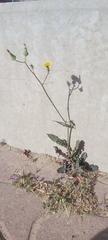 Sonchus oleraceus