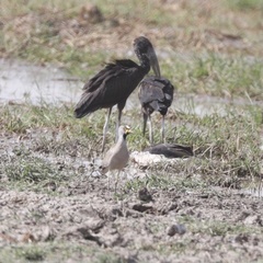 Vanellus senegallus senegallus