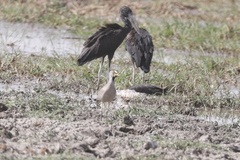 Vanellus senegallus senegallus