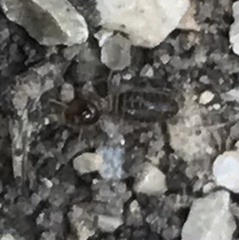 Tenuirostritermes