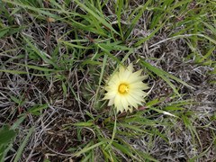 Coryphantha pycnacantha