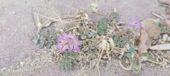 Erodium ciconium