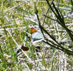 Anthocharis julia flora