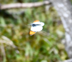 Anthocharis julia flora